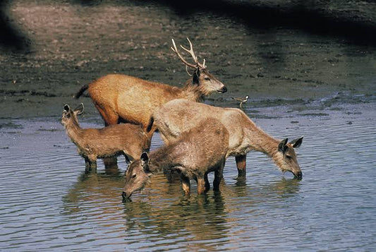 Best Faith-Inspired Gifts & Hunting Apparel for Christian Men