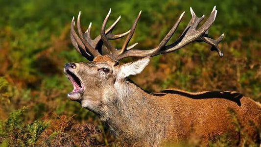 Quiet Hours in the Tree Stand: Christian Hunting Reflections