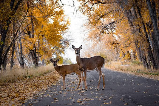 2 Deer Crossed Your Path? The Urgent Prophetic Warning Most Ignore